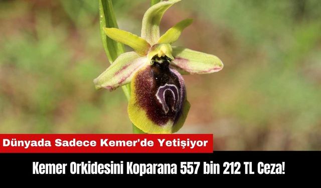 Kemer Orkidesi Koparana 557 bin 212 TL Ceza!