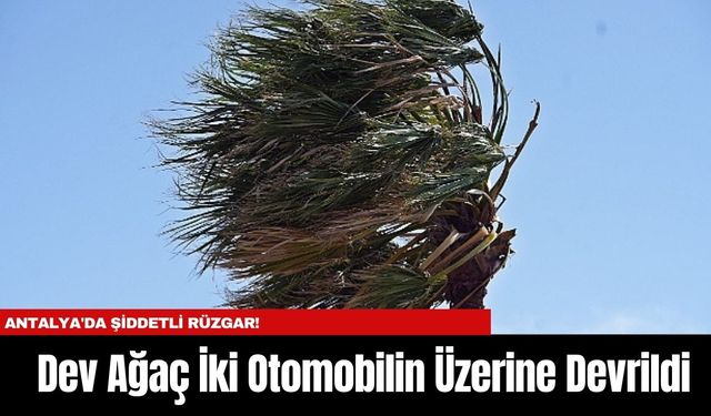 Antalya'da Şiddetli Rüzgar! Dev Ağaç İki Otomobilin Üzerine Devrildi