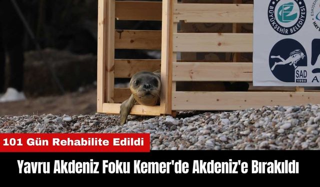 Yavru Akdeniz Foku Kemer'de Akdeniz'e Bırakıldı