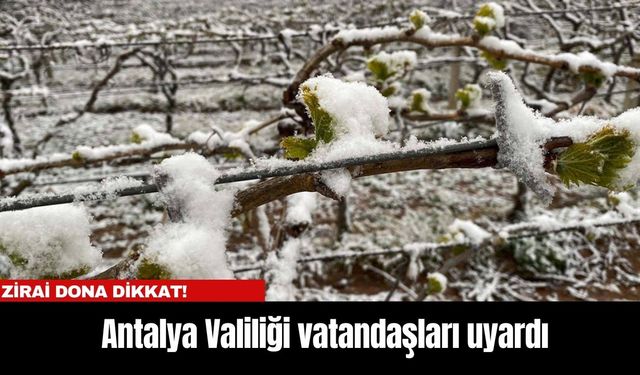 Antalya Valiliği vatandaşları uyardı: Zirai dona dikkat!