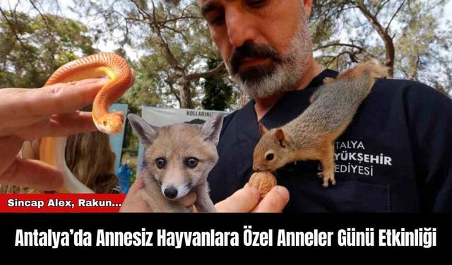 Antalya’da Annesiz Hayvanlara Özel Anneler Günü Etkinliği