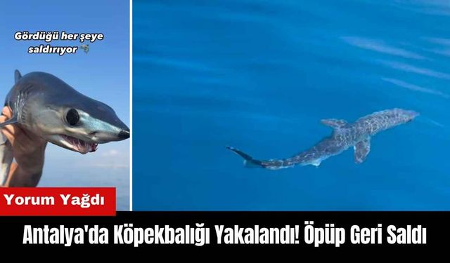 Antalya'da Köpekbalığı Yakalandı! Öpüp Geri Saldı