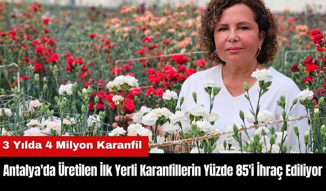 Antalya'da Üretilen İlk Yerli Karanfillerin Yüzde 85'i İhraç Ediliyor