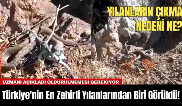 Türkiye'nin En Zehirli Yılanlarından Biri Görüldü! Uzmanı Açıkladı Öldürülmemesi Gerekiyor