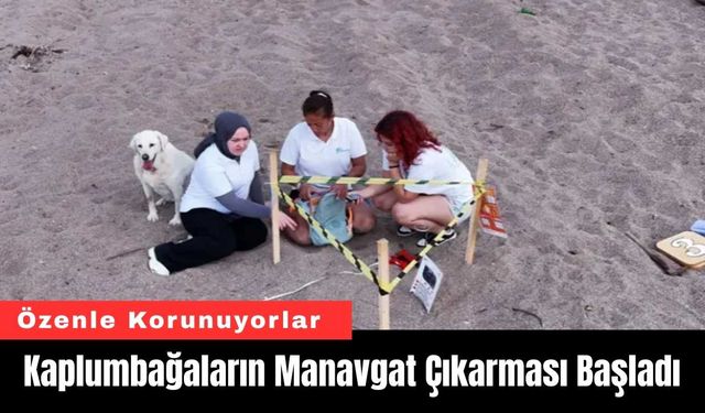 Kaplumbağaların Manavgat Çıkarması Başladı
