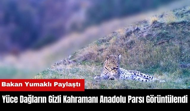 Yüce Dağların Gizli Kahramanı Anadolu Parsı Görüntülendi