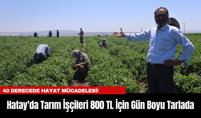 40 Derecede Hayat Mücadelesi! Hatay'da Tarım İşçileri 800 TL İçin Gün Boyu Tarlada