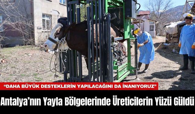 Antalya’nın Yayla Bölgelerinde Üreticilerin Yüzü Güldü