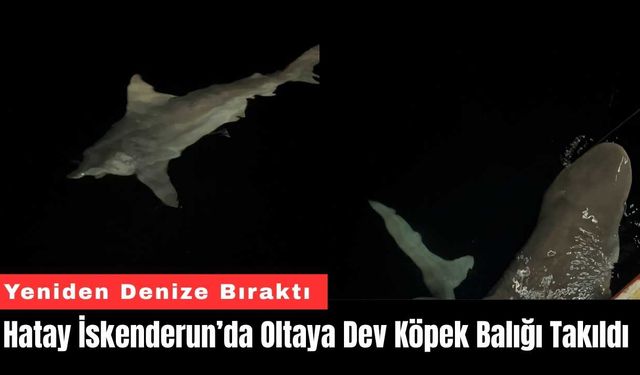 Hatay İskenderun’da Oltaya Dev Köpek Balığı Takıldı