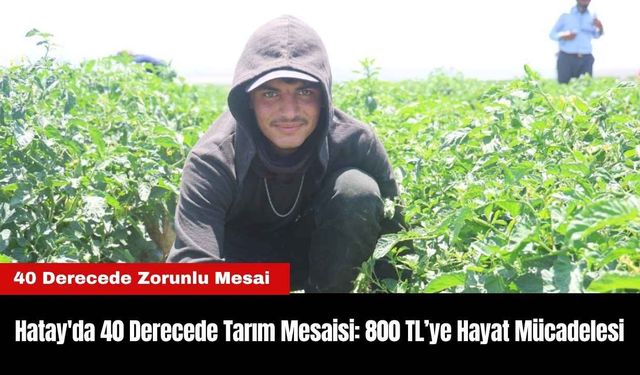 Hatay'da 40 Derecede Tarım Mesaisi: 800 TL’ye Hayat Mücadelesi