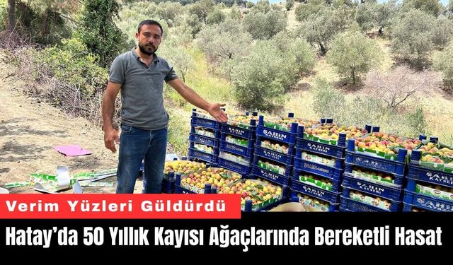 Hatay’da 50 Yıllık Kayısı Ağaçlarında Bereketli Hasat