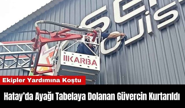 Hatay’da Ayağı Tabelaya Dolanan Güvercin Kurtarıldı