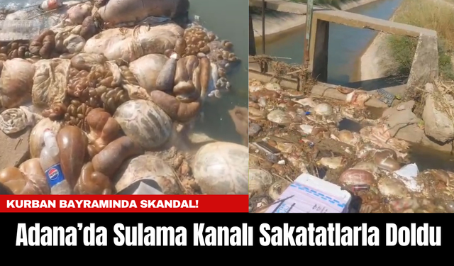 Kurban Bayramında Skandal! Adana’da Sulama Kanalı Sakatatlarla Doldu
