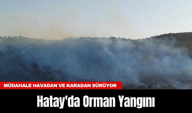 Hatay'da Orman Yangını: Kontrol altına alındı