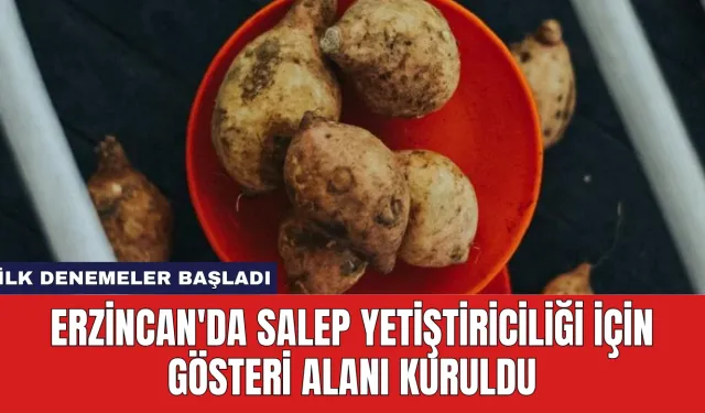 Erzincan'da Salep Yetiştiriciliği İçin Gösteri Alanı Kuruldu