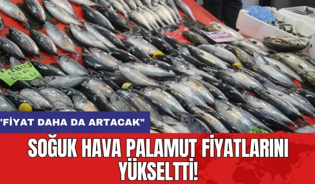 Soğuk hava palamut fiyatlarını yükseltti! "Fiyat daha da artacak"