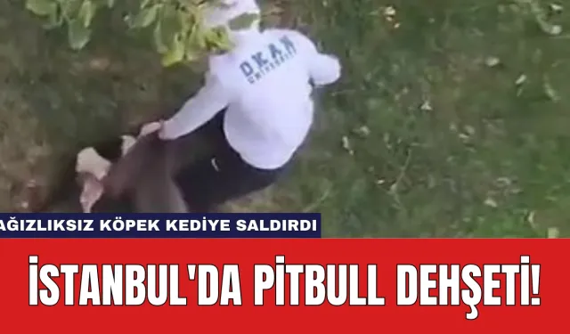 İstanbul'da Pitbull Dehşeti: Ağızlıksız Köpek Kediye Saldırdı