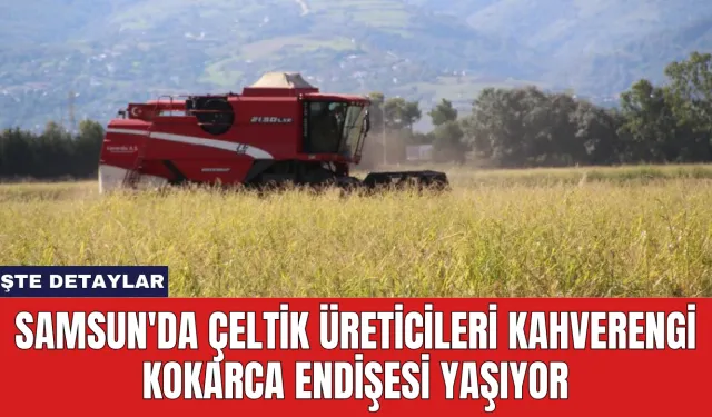 Samsun'da Çeltik Üreticileri Kahverengi Kokarca Endişesi Yaşıyor