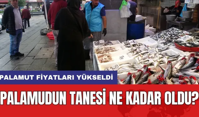 Palamut fiyatları yükseldi: Palamudun tanesi ne kadar oldu?