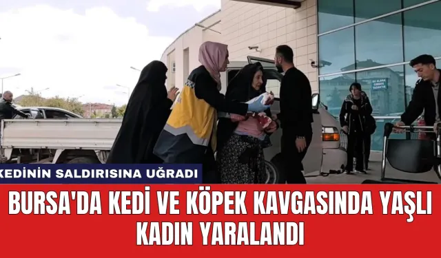 Bursa'da Kedi ve Köpek Kavgasında Yaşlı Kadın Yaralandı