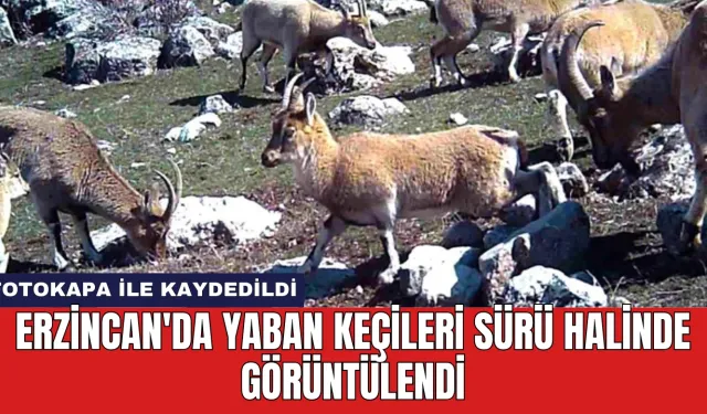 Erzincan'da Yaban Keçileri Sürü Halinde Görüntülendi