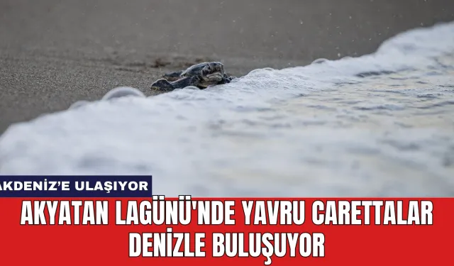 Akyatan Lagünü'nde yavru carettalar denizle buluşuyor