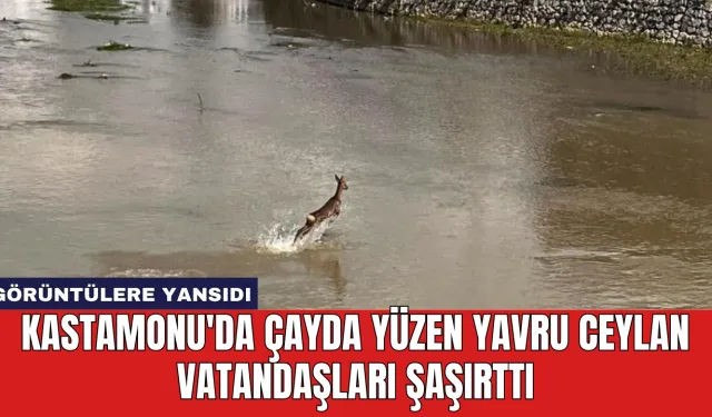 Kastamonu'da Çayda Yüzen Yavru Ceylan Vatandaşları Şaşırttı