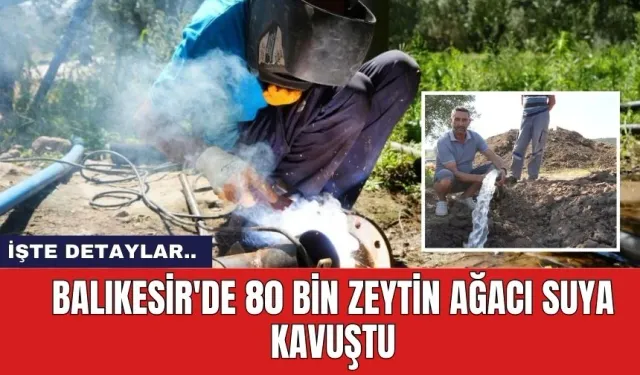 Balıkesir'de 80 bin zeytin ağacı suya kavuştu