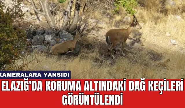 Elazığ'da Koruma Altındaki Dağ Keçileri Görüntülendi