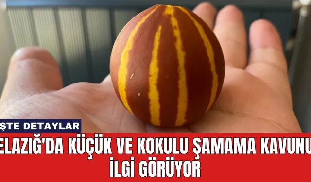 Elazığ'da Küçük ve Kokulu Şamama Kavunu İlgi Görüyor