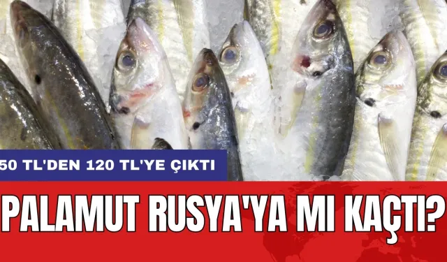 Palamut Rusya'ya mı kaçtı? 50 TL'den 120 TL'ye çıktı