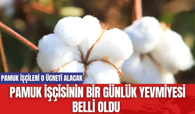 Pamuk İşçilerinin Bir Günlük Yevmiyesi Belli Oldu!