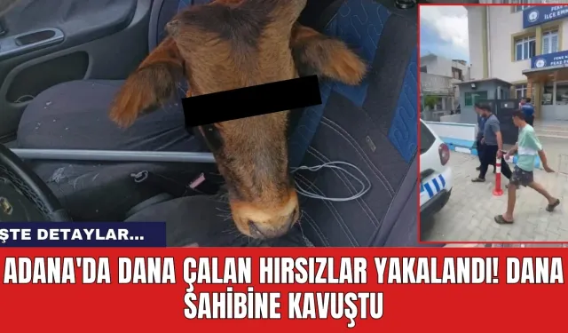 Adana'da dana çalan hırsızlar yakalandı! Dana sahibine kavuştu