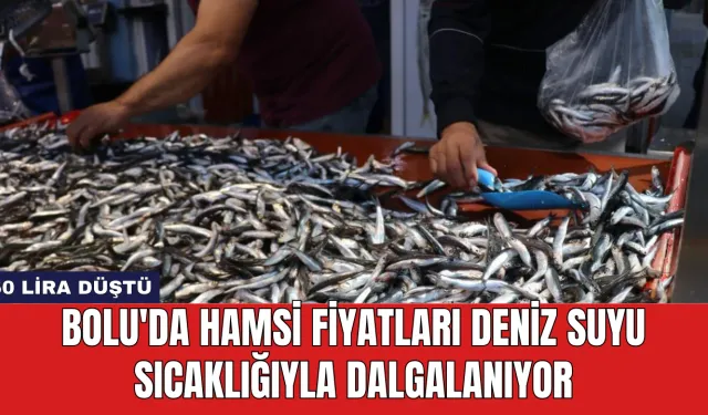 Bolu'da Hamsi Fiyatları Deniz Suyu Sıcaklığıyla Dalgalanıyor