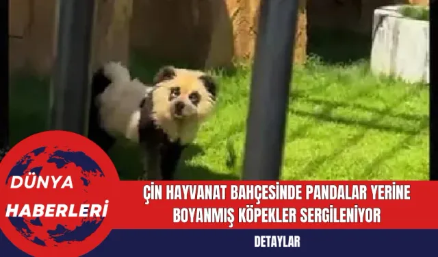 Çin Hayvanat Bahçesinde Pandalar Yerine Boyanmış Köpekler Sergileniyor