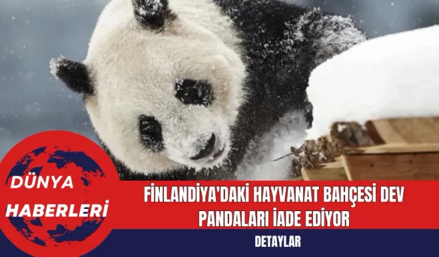 Finlandiya'daki Hayvanat Bahçesi Dev Pandaları İade Ediyor