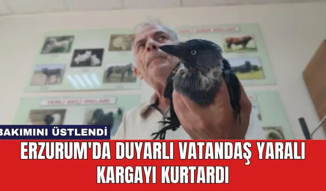 Erzurum'da Duyarlı Vatandaş Yaralı Kargayı Kurtardı