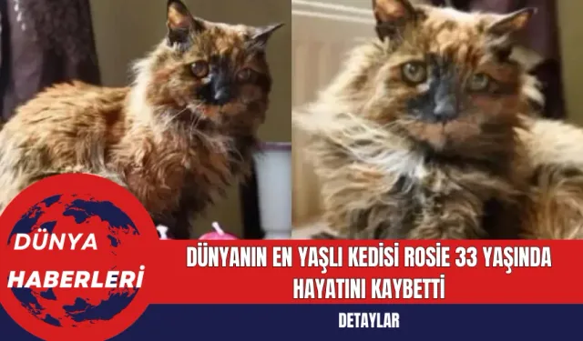 Dünyanın En Yaşlı Kedisi Rosie 33 Yaşında Hayatını Kaybetti