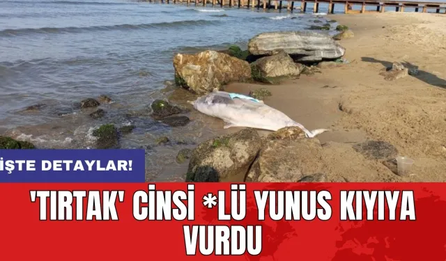 'Tırtak' cinsi *lü yunus kıyıya vurdu