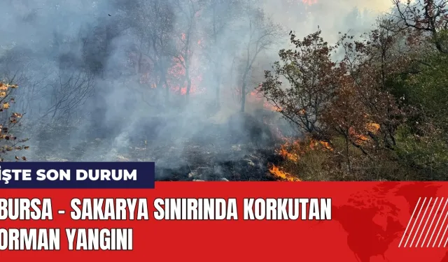 Bursa - Sakarya sınırında orman yangını