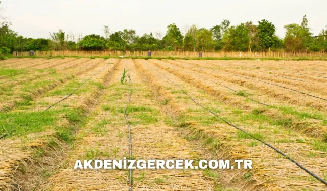 Bilecik Bozüyük'te mahkemeden satılık 17.254 m² tarla