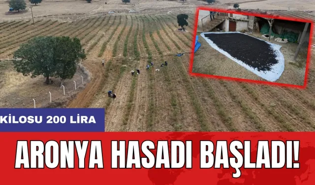 Aronya hasadı başladı! Kilosu 200 lira