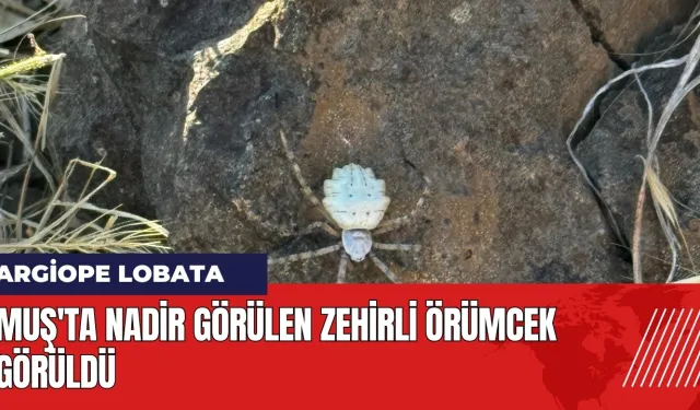 Muş'ta nadir görülen zehirli örümcek görüldü! Zehri ne kadar güçlü?