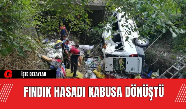 Fındık Hasadı Kabusa Dönüştü