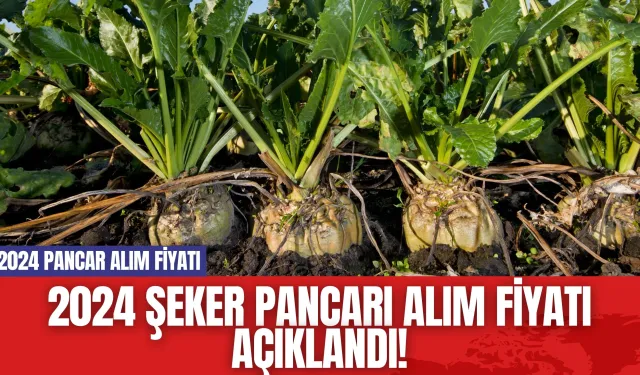 2024 Şeker Pancarı Alım Fiyatı Açıklandı! 2024 Pancar Alım Fiyatı