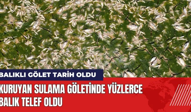 Kuruyan sulama göletinde yüzlerce balık telef oldu