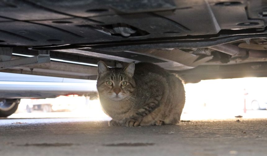 kedi asma tavanı çökertti