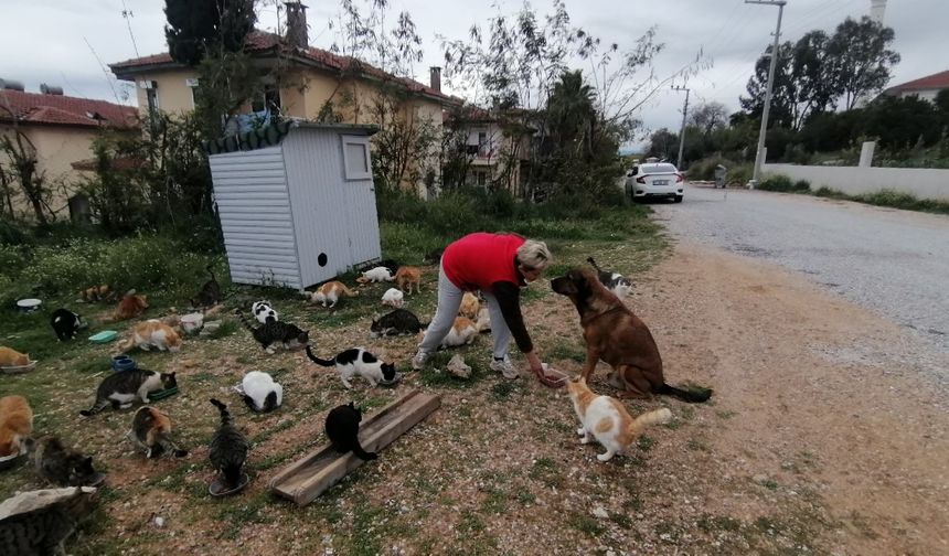 Rus gelin, tek başına 250 kediyi sahiplendi