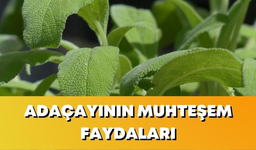 Adaçayının Muhteşem Faydaları Nedir? Sağlığınıza ve Zindeliğinize Katkı Sağlayan Bir Bitki