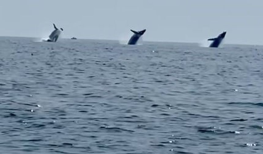 Dans eden balinalar kameralara yakalandı